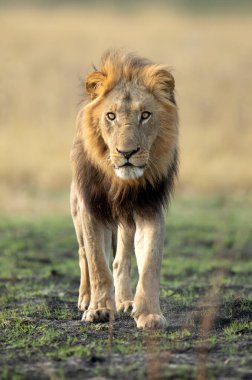 Güçlü bir erkek aslan, Botsvana 'daki Okavango Deltası' nda açık savanda yürüyor. O, gururuyla birlikte küçük bir sabah yemeği için bir yaban domuzu yakaladı..