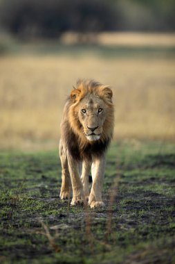 Güçlü bir erkek aslan, Botsvana 'daki Okavango Deltası' nda açık savanda yürüyor. O, gururuyla birlikte küçük bir sabah yemeği için bir yaban domuzu yakaladı..