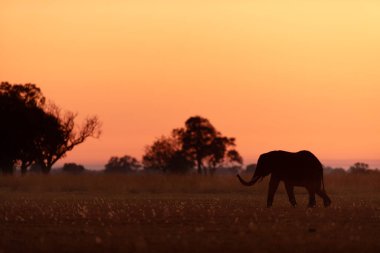 Kanana, Okavango Delta, Botswana 'da parıldayan kırmızı, sarı ve turuncu bir gündoğumu yaşayan yalnız bir fil açık savanada yürüyor..