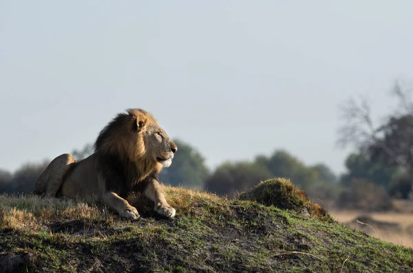 Nach Einer Langen Nacht Durchsucht Ein Einsamer Männlicher Löwe Okavango — Stockfoto