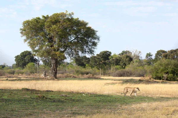 母狮子赶走了一群鬣狗后 穿过广袤的草原 在那里栖身 — 图库照片