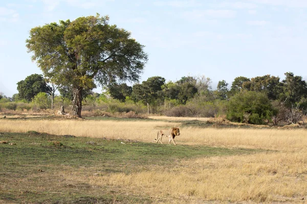 Samotny Samiec Lwa Jest Wyobrażany Spacerując Przez Otwartą Sawannę Okavango — Zdjęcie stockowe