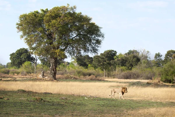 图为博茨瓦纳奥卡万戈三角洲 一头孤独的雄狮在开阔的草原上行走 — 图库照片