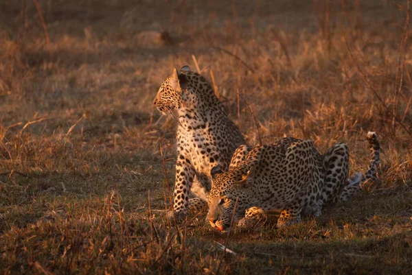 Una Madre Leopardo Bebe Luz Dorada Tarde Mientras Cachorro Bebé —  Fotos de Stock