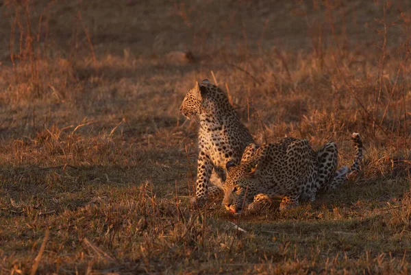 Eine Leopardenmutter Trinkt Goldenen Nachmittagslicht Während Ihr Junges Wachsam Neben — Stockfoto