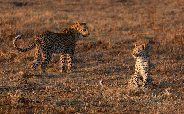 Två Leoparder Mor Och Unge Rör Sig Genom Det Glödande — Stockfoto