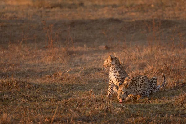 Eine Leopardenmutter Trinkt Goldenen Nachmittagslicht Während Ihr Junges Wachsam Neben — Stockfoto