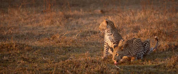 Matka Leopardí Pije Zlatém Odpoledním Světle Zatímco Její Mláďátko Hlídá — Stock fotografie