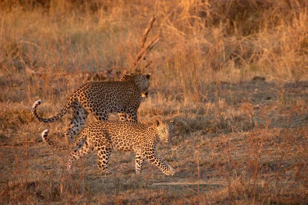 2つのヒョウ 母とキューブは ボツワナのオカバンゴデルタのカナで輝く午後の光を介して移動します — ストック写真