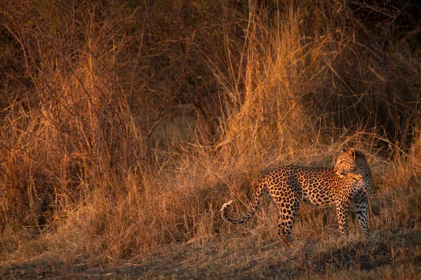 Sista Solnedgångens Strålar Lyser Upp Busksavannen Som Omger Leopard Strax — Stockfoto