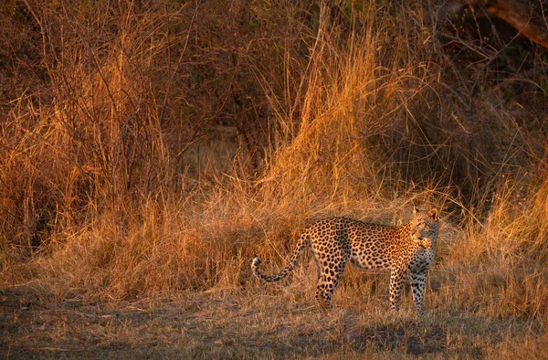 Last Rays Firy Sunset Illuminates Bush Savannah Surrounds Leopard Shortly — Stock Photo, Image