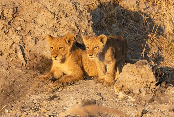 Two Lion Cubs Watch Mother Stalk Hunt Warthog Warm Morning — Stock Photo, Image
