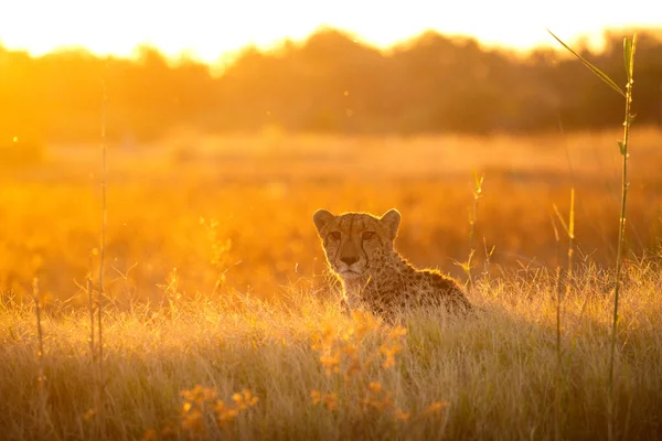 Cheeta Sitter Ovanpå Kulle Och Tittar Antilop Som Rör Sig — Stockfoto