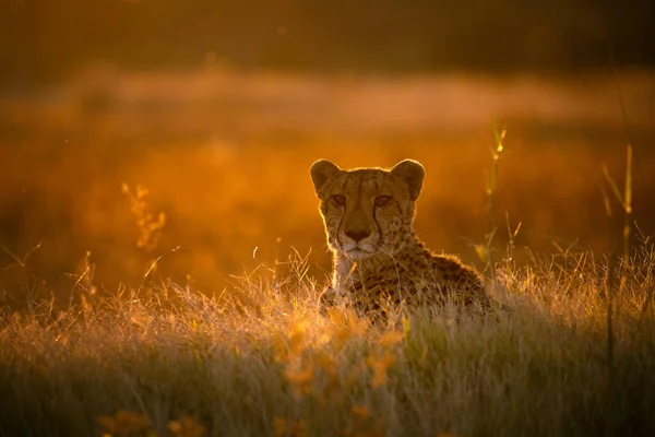 A cheeta sits ontop of a mound watching antelope move around the surrounding open veld.