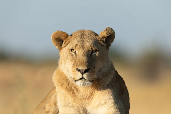 Nahaufnahme Eines Löwen Mit Vollem Gesicht Warmen Morgenlicht — Stockfoto
