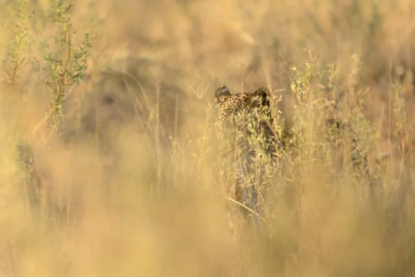 ヒョウは 彼女自身とキューブのための食事を狩るように 厚い茂みに深くカモフラージュされています オカバンゴデルタ ボツワナ — ストック写真