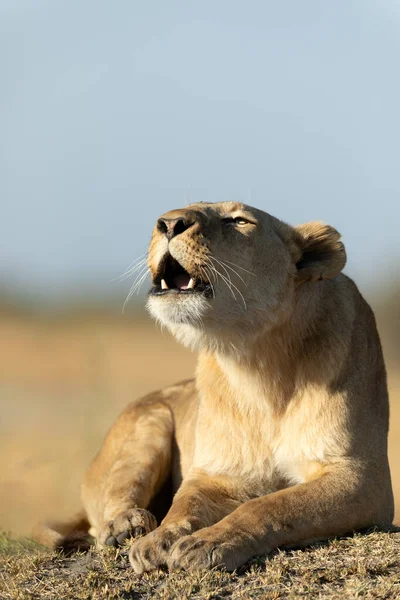 Ett Lejon Ryter Från Viloplats Det Varma Morgonljuset Som Täcker — Stockfoto
