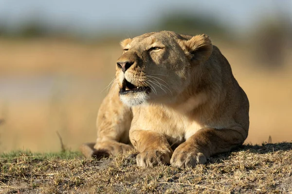 Ein Löwe Brüllt Aus Einer Ruheposition Warmen Morgenlicht Das Die — Stockfoto