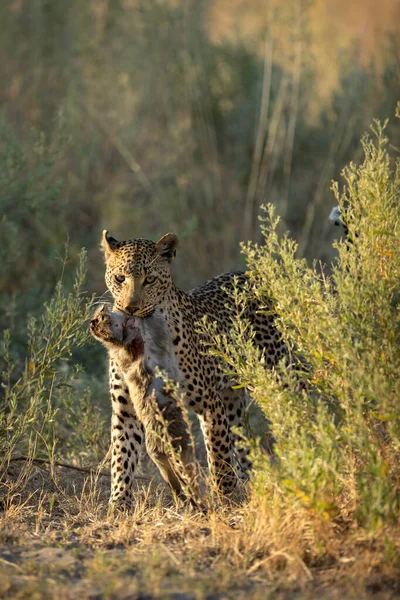 Leopardo Fêmea Move Através Mato Depois Uma Caçada Bem Sucedida — Fotografia de Stock