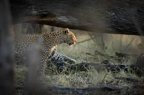 Sista Ljusstrålarna Lyser Upp Ansiktet Leopard Som Jagar Undervegetationen Kanana — Stockfoto