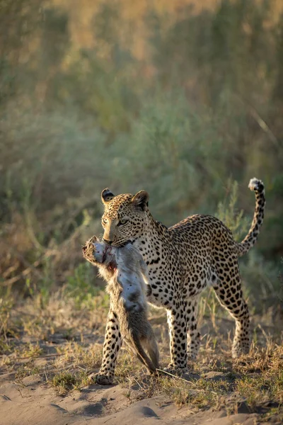 Самка Леопарда Движется Подлеску После Успешной Охоты Поймала Верветовую Обезьяну — стоковое фото