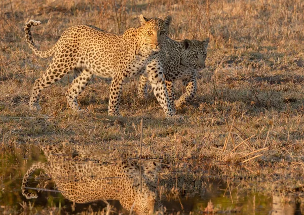Äiti Pentu Leopardi Kävelevät Vesiväylän Reunaa Pitkin Kultaisessa Valossa Okavangon — kuvapankkivalokuva