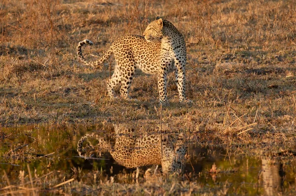 Ein Einsamer Schöner Leopard Spiegelt Sich Wasser Während Goldenem Licht — Stockfoto