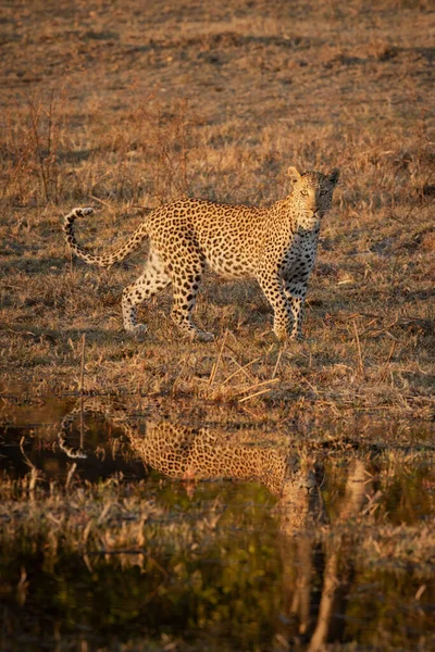 Leopardo Solitario Hermoso Refleja Agua Mientras Caza Con Luz Dorada —  Fotos de Stock