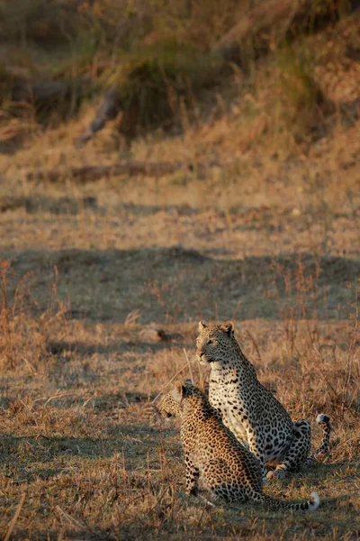 Мать Детеныш Леопарда Осматривают Открытую Саванну Добычи Теплый Золотой Полдень — стоковое фото
