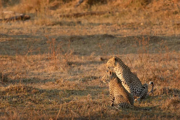 A mother and cub leopard survey the open savannah for prey in the warm golden afternoon light.Okavango Delta, Botswana.