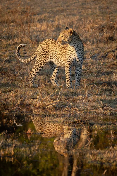 Yksinäinen Kaunis Leopardi Näkyy Vedessä Kun Metsästää Kultaisessa Valossa — kuvapankkivalokuva