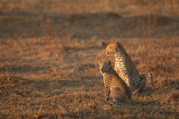 Äiti Pentu Leopardi Kartoittaa Avointa Savannia Saalis Lämmin Kultainen Iltapäivävalo — kuvapankkivalokuva