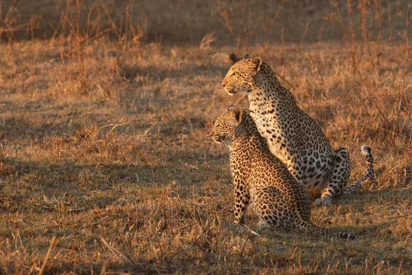 A mother and cub leopard survey the open savannah for prey in the warm golden afternoon light.Okavango Delta, Botswana.