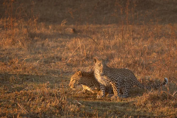 Una Madre Cachorro Leopardo Turnan Para Tomar Una Copa Cálida —  Fotos de Stock