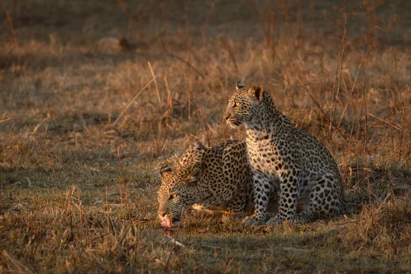 Mother Cub Leopard Take Turns Have Drink Warm Afternoon Light — Stock Photo, Image
