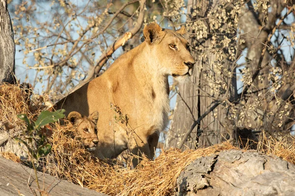 Eine Löwin Und Ein Junges Blicken Auf Ein Offenes Veld — Stockfoto