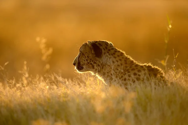 Een Cheeta Rust Het Gouden Middaglicht Dat Zijn Gezicht Verlicht — Stockfoto
