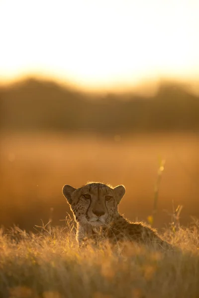 一只猎豹躺在金色的下午的阳光下 它的脸在后面闪烁着光芒 博茨瓦纳奥卡万戈三角洲 — 图库照片