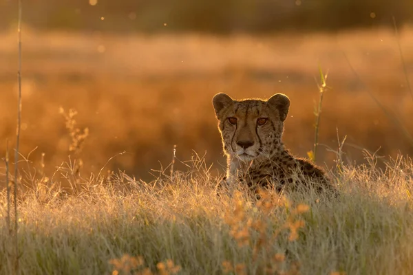 一只猎豹躺在金色的下午的阳光下 它的脸在后面闪烁着光芒 博茨瓦纳奥卡万戈三角洲 — 图库照片