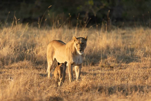 Lioness Plays Her Young Cub Open Savannah Okavango Delta Botswana — Stock Photo, Image