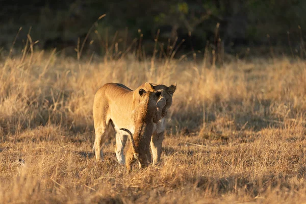 Eine Löwin Spielt Mit Ihrem Jungtier Der Offenen Savanne Des — Stockfoto
