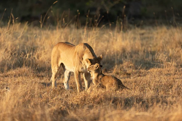 Une Lionne Joue Avec Son Petit Dans Savane Ouverte Delta — Photo