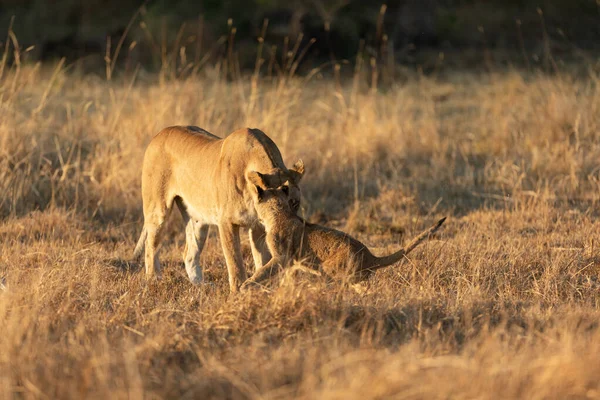 Lioness Plays Her Young Cub Open Savannah Okavango Delta Botswana — Stock Photo, Image