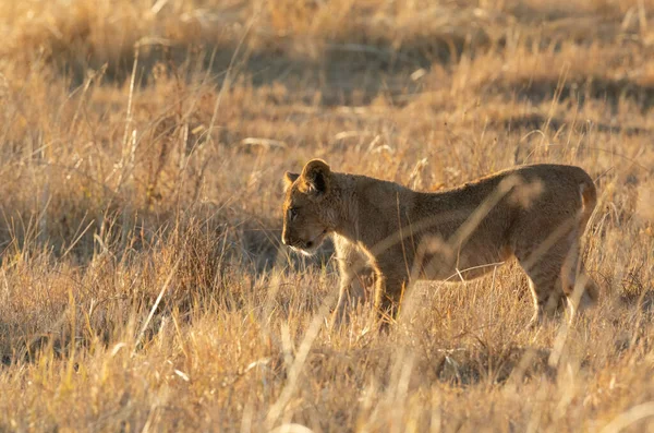 Lone Cub Looks Long Grass Inspecting Something Hidden Lens Kanana — Stock Photo, Image