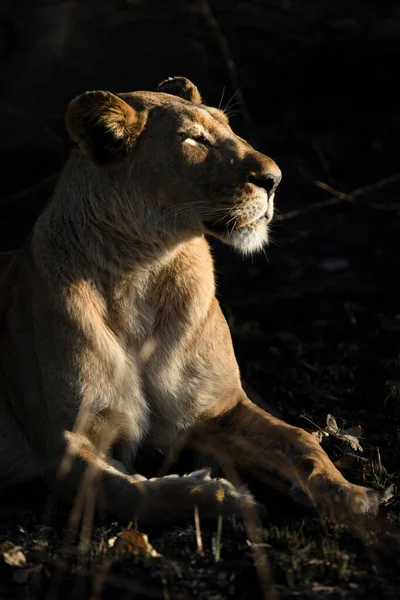 在博茨瓦纳奥卡万戈三角洲的卡纳纳特许矿区 一头母狮在寒冷的早晨品尝着温暖的晨光 — 图库照片
