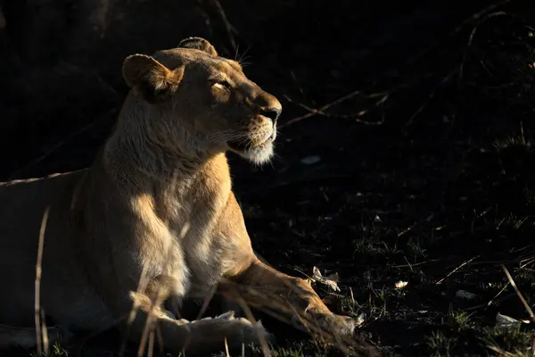 A lioness savours the warm morning rays on a cold morning in the Kanana concession, Okavango Delta, Botswana.