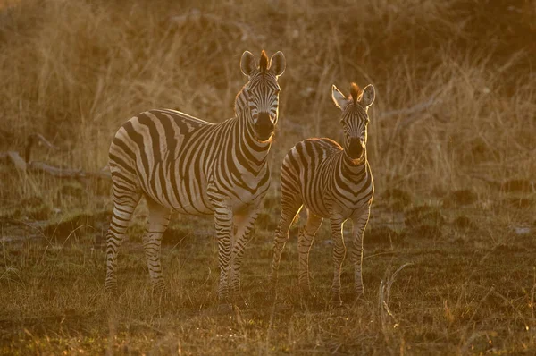 Two Zebras Stand Side Side Rim Lit Kanana Okavango Delta — Stock Photo, Image