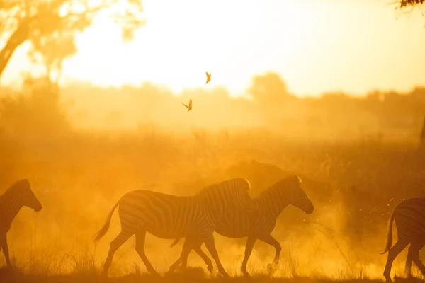 Ljus Solljus Belyser Damm Som Flock Zebra Som Rinner Genom — Stockfoto