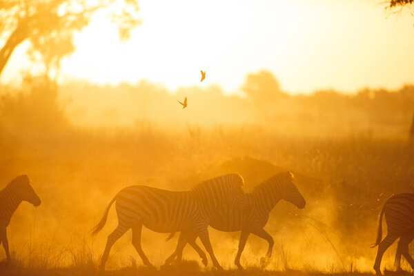 Bright sunlight illuminates dust as a herd of zebra run through it. Kanana, Okavango Delta.