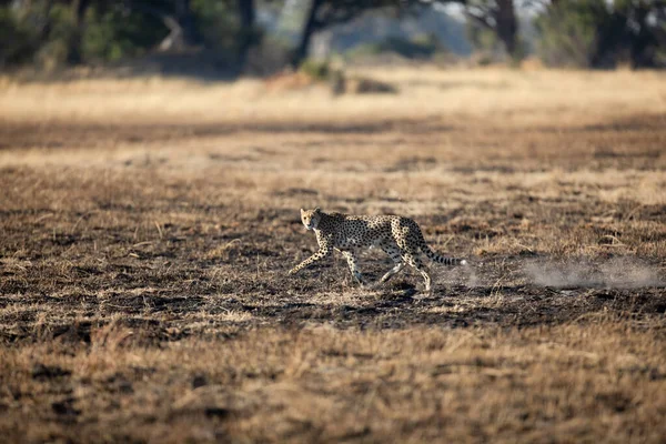 A slender and fast Cheetah makes its way across an open plain as it hunts in the wooded areas of the Okavango Delta, Botswana.